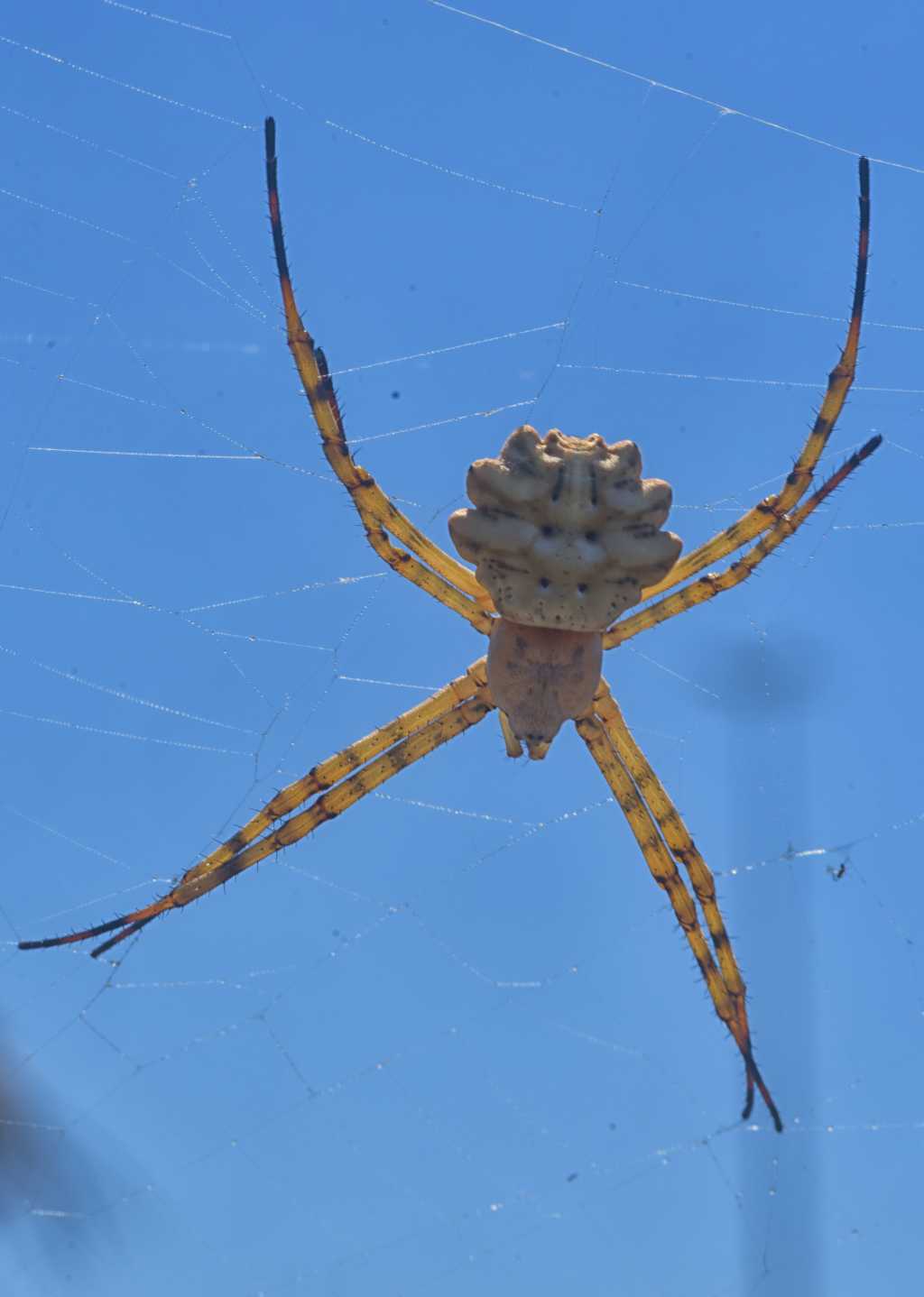 L''Argiope lobata